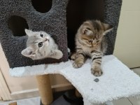 British shorthair saf ırk yavrular