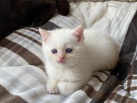 Mavi Gözlü British Shorthair Dişi Yavru Yuva Arıyor