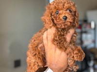 Toy Poodle Bebiş Köpeklerimiz