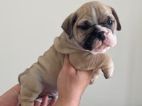 English Bulldog Köpekler