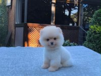 Sağlık Ve Irk Garantili Pomeranian