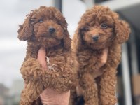 Show kalite kore toy poodle yavrularımız