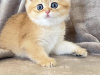 Bal küpü Golden British Shorthair 