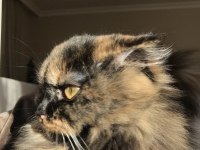 CHİNCHİLLA KEDİLERİMİZE YUVA ARIYORUZ