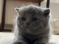 British longhair 2 aylık yavrumuz