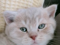 Safkan British Shorthair