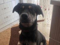 Köpeğimizi acil sahiplendiriyoruz