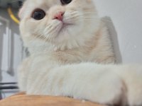 11 aylık kısırlaştırılmamış erkek scottish fold