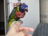 Gökkuşağı LORİ Takım YAVRU GARANTİLİ