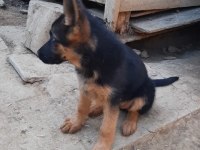 Anne ve baba şecereli showline alman kurdu 75 günlük