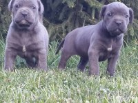 Cane corso İtaliano yavrular