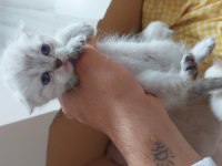 Uyguna verilecek scottish fold