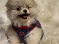 TEACUP NADİR PARTYCOLOR AYI SURAT POMERANİAN