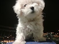 Maltese terrier dişi yavru
