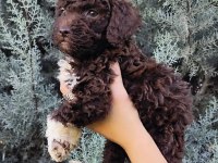 Lagotto Romagnolo