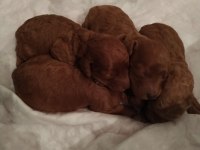 Red toy poodle kalite isteyenlere