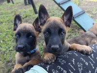 Safkan Malinois
