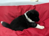 Show kalite Amerikan Akita yavruları