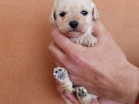 1 erkek ve 1 dişi poodle bebekler