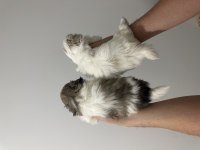 Maltipoo bebekler