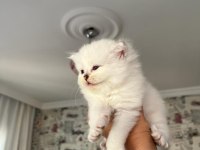 Safkan beyaz mavi gözlü longhair bebekler