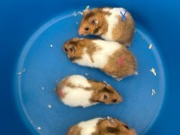 Birbirinden güzel hamster bebekler