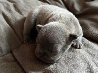 Anne blue - baba blue tan french bulldog yavrular