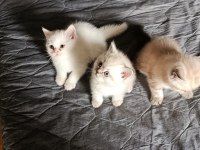 British shorthair yavru kediler