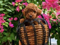 Poodle Bebekleri