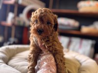 Safkan Poodle Yavru Köpekler