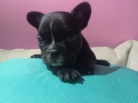 Tatlı, Sağlık ve Irk Garantili French Bulldog Yavruları