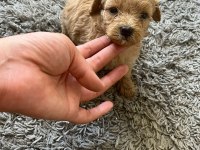 Toy Poodle Köpeğimiz