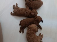 Yeni yuvasını arıyor köpeğimiz
