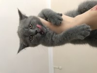 British Shorthair