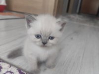 British Yavrularımız Yeni Yuvalarına Gitmeye Hazırlar
