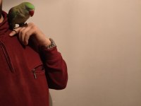 Acil satılık alexander papağanı