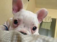 5.5 aylık french bulldog