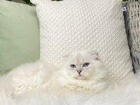 Özel Scottish Fold Longhair Erkek