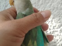 2 aylık sevda papağanı