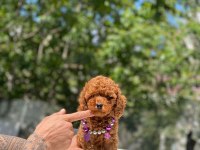 Tatlı Poodle Yavrular