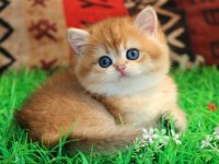 Kraliyet Yavrusu Golden British Shorthair