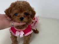 Antalyanın en sevimli toy poodle bebek yüzlü yavruları