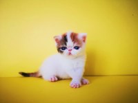 Exotic Shorthair Safkan Yavrular Rezerveye Hazır