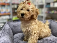 Secereli Red Brown Babadan Toy Poodle yavrumuz