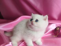 British shorthair yavru 1 aylık