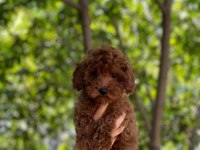 Red / brown Poodle