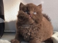 SAFKAN BRİTİSH CHOCOLATTE FAWN BEBİŞLERİMİZ