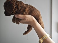 Lekesiz poodle yavrularımız