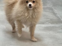 7 aylık pomeranian yavrumuz yuvasını arıyor safkan