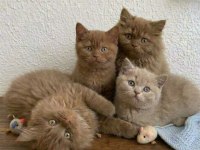 Cinnamon Ve Fawn British Shorthair Bebekler